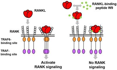 The Effects of Receptor Activator of NF-κB Ligand-Binding Peptides on Bone Resorption and Bone Formation